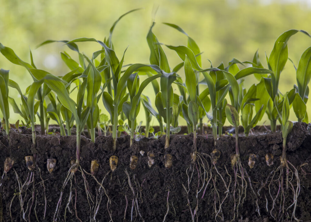 Kukurydza rosnąca w glebie, przekrój przez całą roślinę