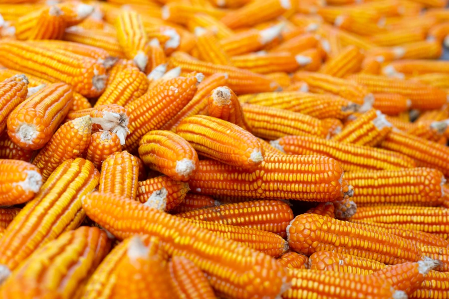 Złote kolby dojrzałej kukurydzy